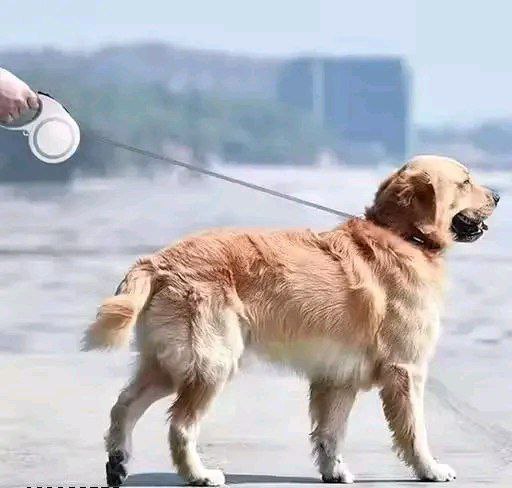 Retractable Dog Leash 16 Feet